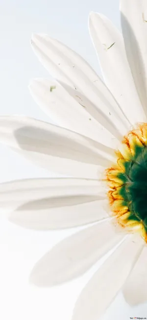 White Daisy Flower Up-close Iphone Wallpaper