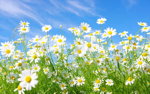 White Daisy Flowerbed Wallpaper