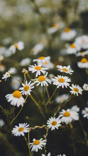 White Daisy In A Navy Blue Background Wallpaper