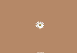 White Daisy On Beige Brown Aesthetic Wallpaper