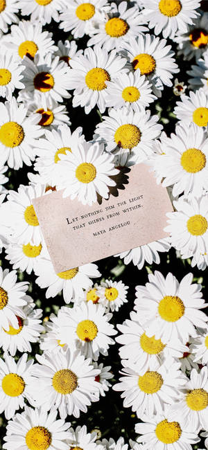 White Daisy Quotes Wallpaper