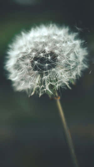 White Dandelion Flower Relaxing Iphone Wallpaper