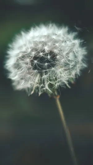 White Dandelion Flower Relaxing Iphone Wallpaper
