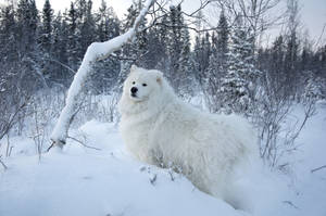 White Dog In Winter Wallpaper