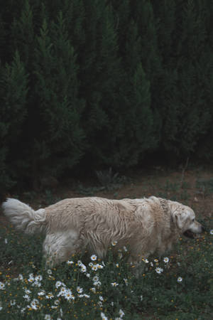 White Dog With Iphone 4k Wallpaper