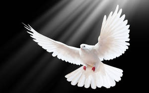 White Dove Bird With Sun Rays Wallpaper