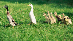 White Duck And Mallards Wallpaper