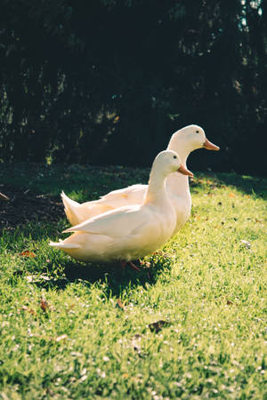 White Duck Couple Wallpaper