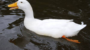 White Duck Paddling Wallpaper