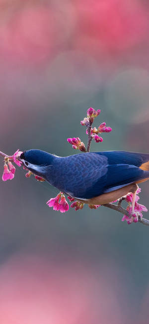 White-eared Sybia Iphone 13 Pro Wallpaper