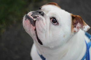 White English Bulldog Close-up Wallpaper