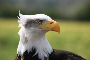 White Eyed Eagle Wallpaper