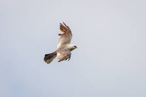 White Falcon Soaring In The Sky Wallpaper