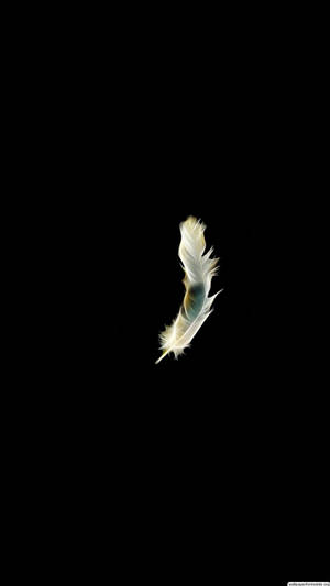 White Feather Pure Black Hd Phone Digital Art Wallpaper