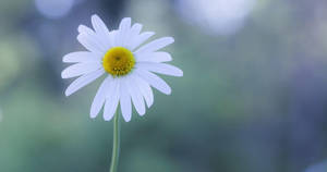 White Flower Chamomile Wallpaper