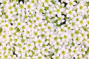 White Flower Filled Screen Wallpaper