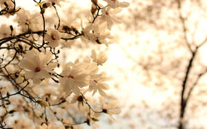 White Flower Golden Light Wallpaper