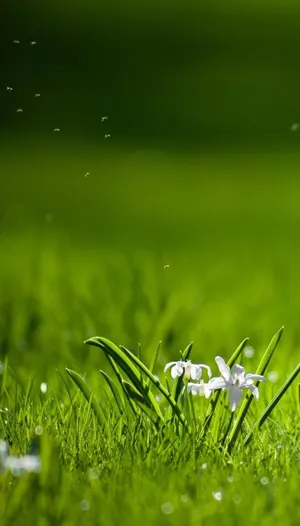 White Flower Hd Nature Phone Wallpaper
