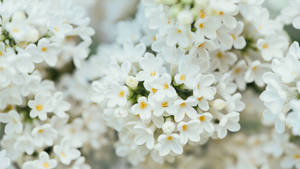 White Flower Lilac Wallpaper