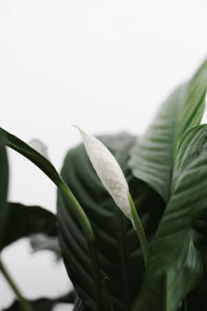 White Flower On A Plant With Green Leaves Wallpaper