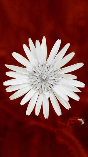 White Flower Red Background 2160x3840 Wallpaper