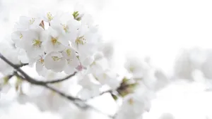 White Flower Tiny Wallpaper