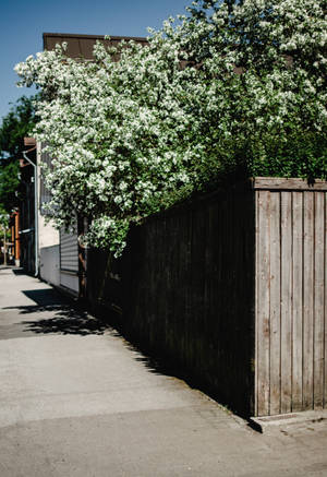 White Flowers In Backyard Wallpaper