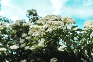 White Flowers With Soft Focus Wallpaper