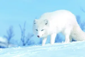 White Fox In Cyan Nature Wallpaper