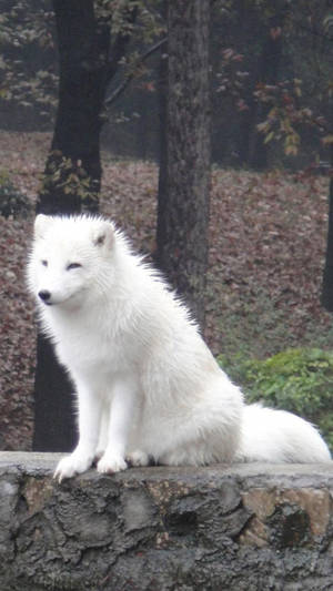 White Fox On Sturdy Rock Wallpaper