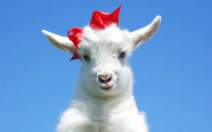 White Goat With Red Ribbon Wallpaper