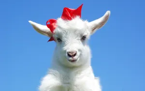 White Goat With Red Ribbon Wallpaper