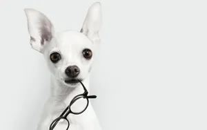 White Hd Chihuahua Wallpaper