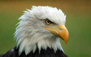 White-headed Bald Eagle Wallpaper