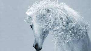 White Horse's Majestic Mane Wallpaper