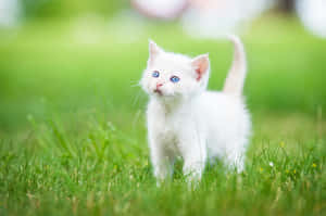 White Kitten Blue Eyes Grass Wallpaper