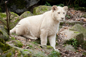 White Lion On Rocks Wallpaper