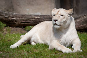 White Lion Sunny Day Wallpaper