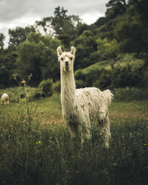 White Llama Glances Wallpaper