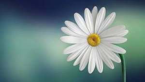 White Minimalist Flower Computer Wallpaper