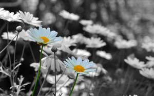 White Monochromatic Daisy Wallpaper