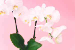 White Orchid Flowers Wallpaper