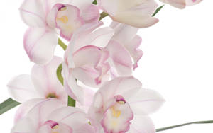 White Orchid With Pink Edge Petals Wallpaper