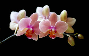 White Orchids With Hints Of Purple Wallpaper