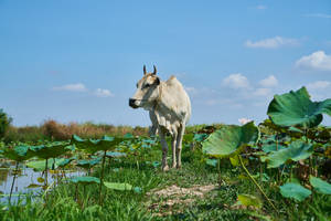 White Ox In Wetlands Wallpaper