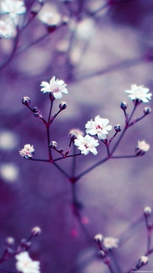 White Petal Macro Flower Image Wallpaper