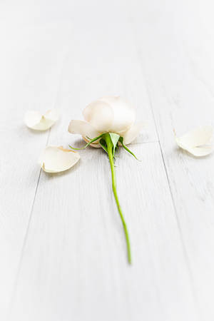 White-petaled Rose Iphone Wallpaper