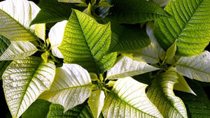 White Poinsettia Leaves Wallpaper