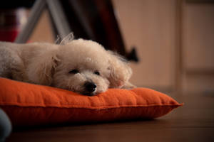 White Poodle On Orange Pillow Wallpaper