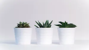 White Pot Succulents Minimalist Plant Desktop Wallpaper
